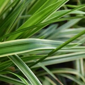 Carex morrowii 'Ice Dance' ---